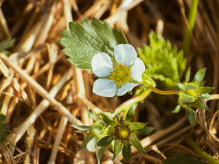 White strawberry flower with green leaves set against a background of dry, brown straw. The setting conveys a natural, earthy mood.