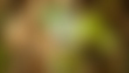 White strawberry flower with green leaves set against a background of dry, brown straw. The setting conveys a natural, earthy mood.