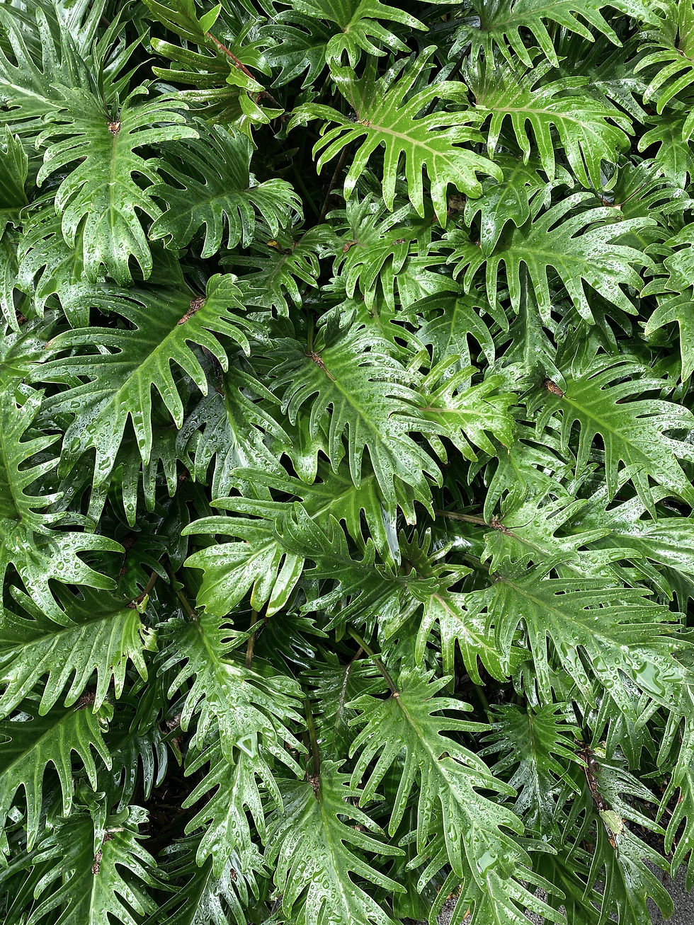 philodendron xanadu
