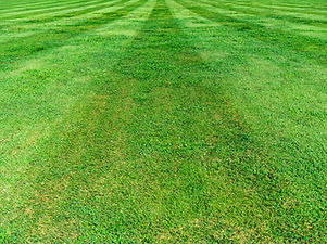 Cut Grass