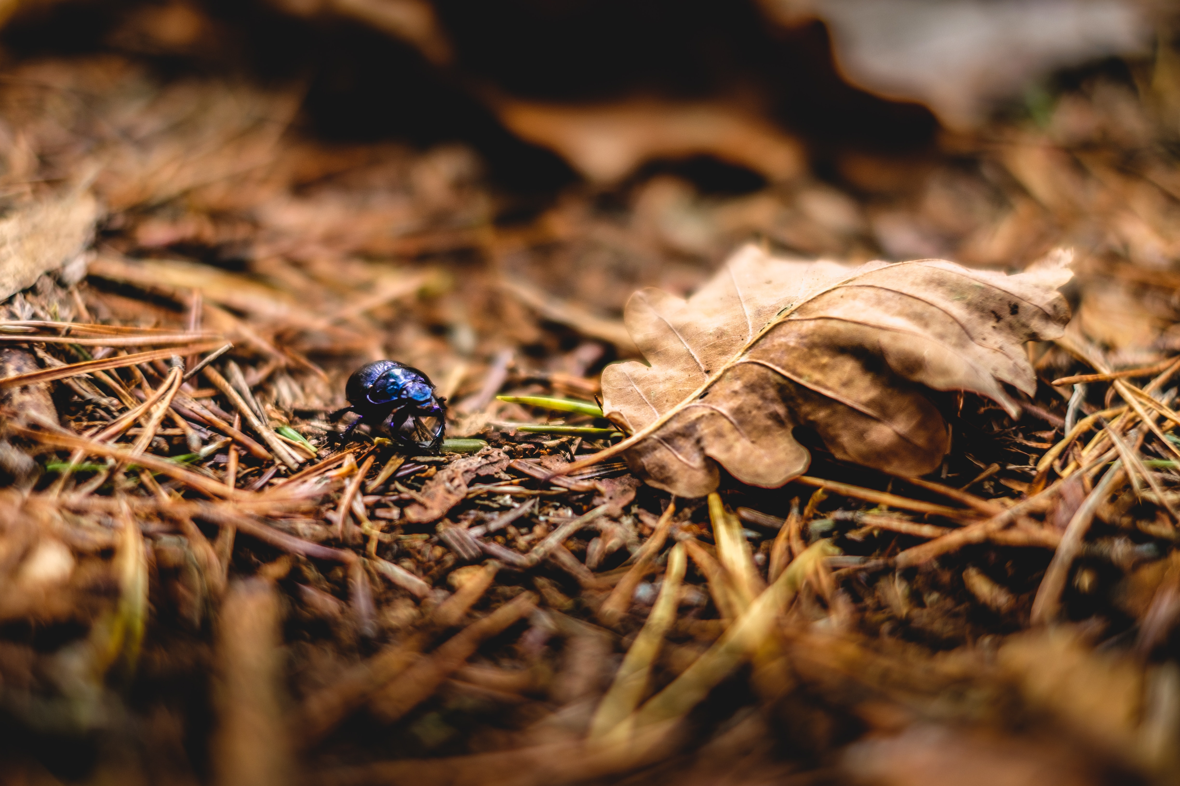 Cottage Insect DIY for Kids: Building a Home for Insects | Climate Kids Connects ...