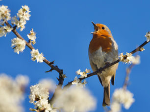 The Robin – Barbara Taylor, RScP