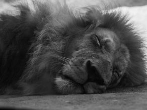 Why Does Weed Make You Sleepy? Cannabinoids & Terpenes Explained