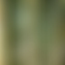 Pando:  A Forest That Is One Tree