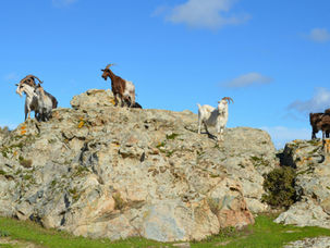 Termografia a infrarossi e osservazioni comportamentali per il monitoraggio non invasivo dello stress termico nelle capre da latte delle Alpi italiane
