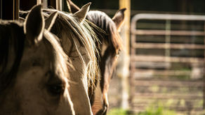 3 horses in a stable