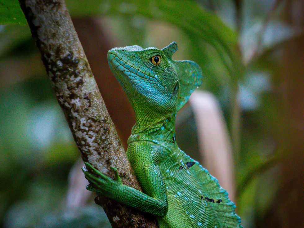 Basilisks: The Lizards That Run Across Water