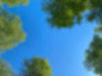 Green tree tops frame a vibrant blue sky, viewed from below. The scene is peaceful and open, creating a sense of relaxation and tranquility.