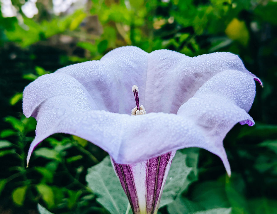 Image de Simanta Saha