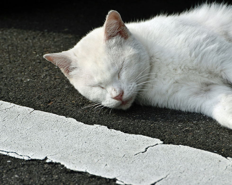 Hope Restored: FIP Recovery Stories from Cat Parents
