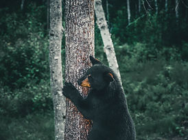 Image by Ali Kazal