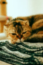 Scottish Fold