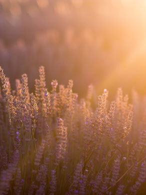 Soft lavender flowers in warm light symbolizing survivor healing, breath, and renewal