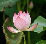 Image by Duy Le Duc