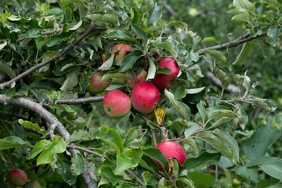 An Apple a Day...Good Plan!!