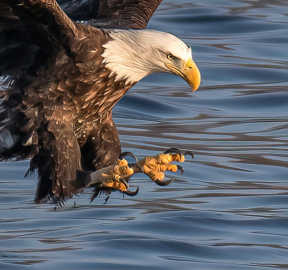 Image by Timothy Abraham