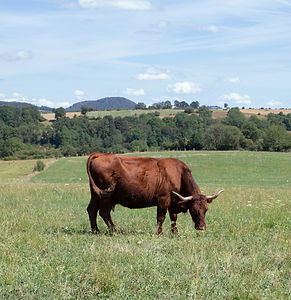 Vache auvergne