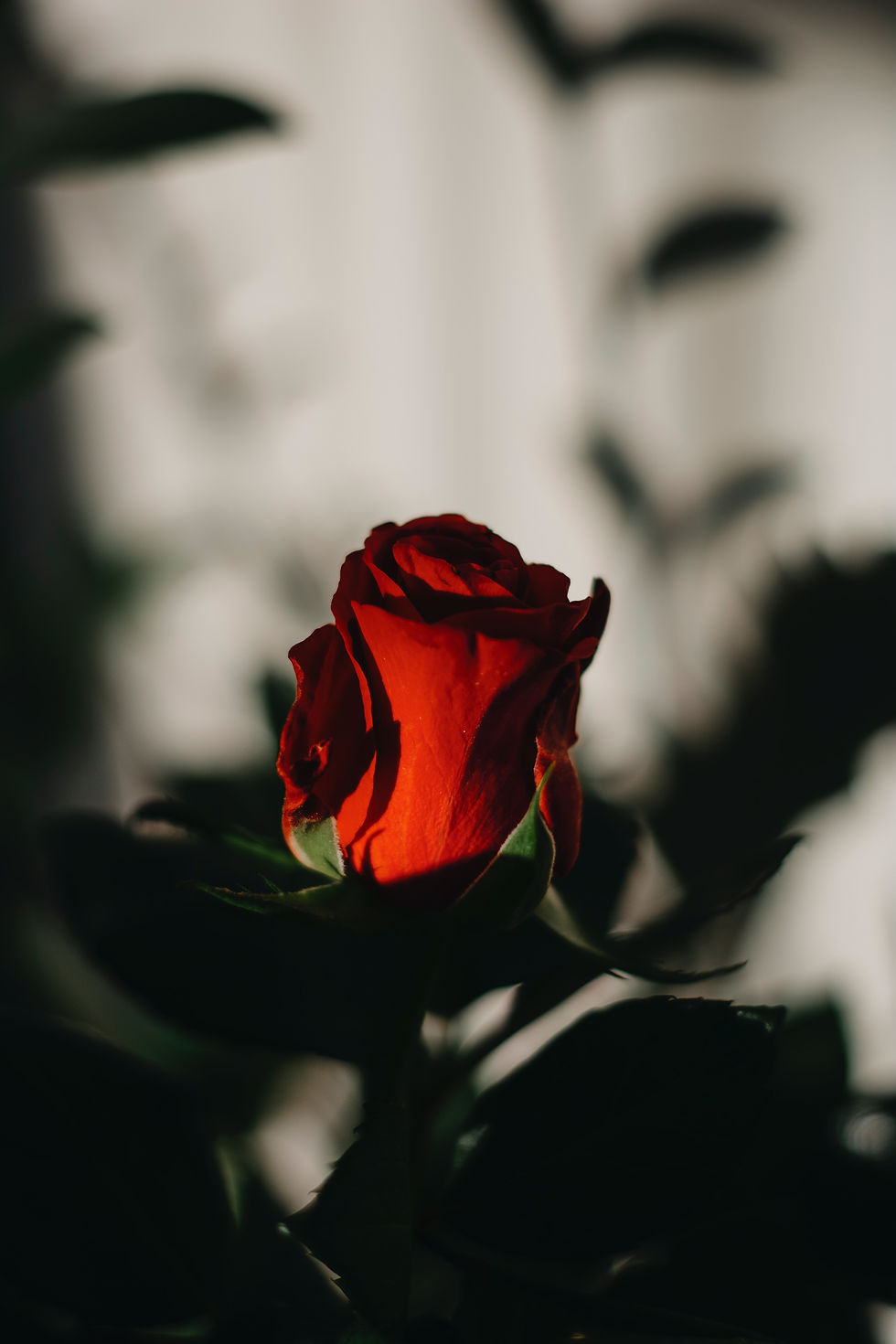 Image by Kristina Tamašauskaitė