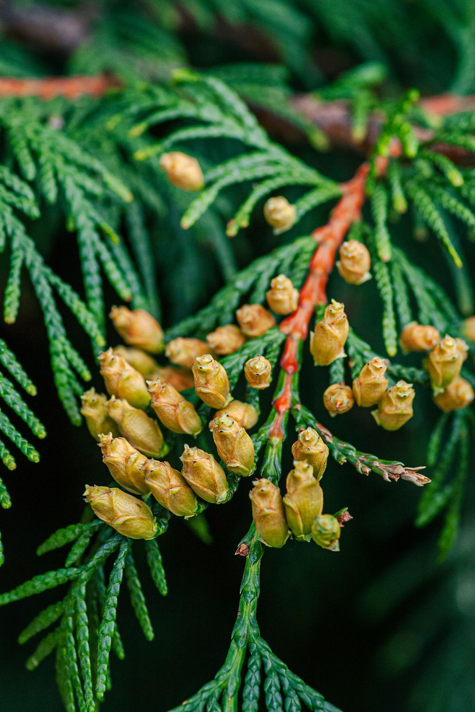 Red Cedar - Thuja Plicata