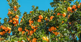 48 Hours in Seville: Spain's Sunny City