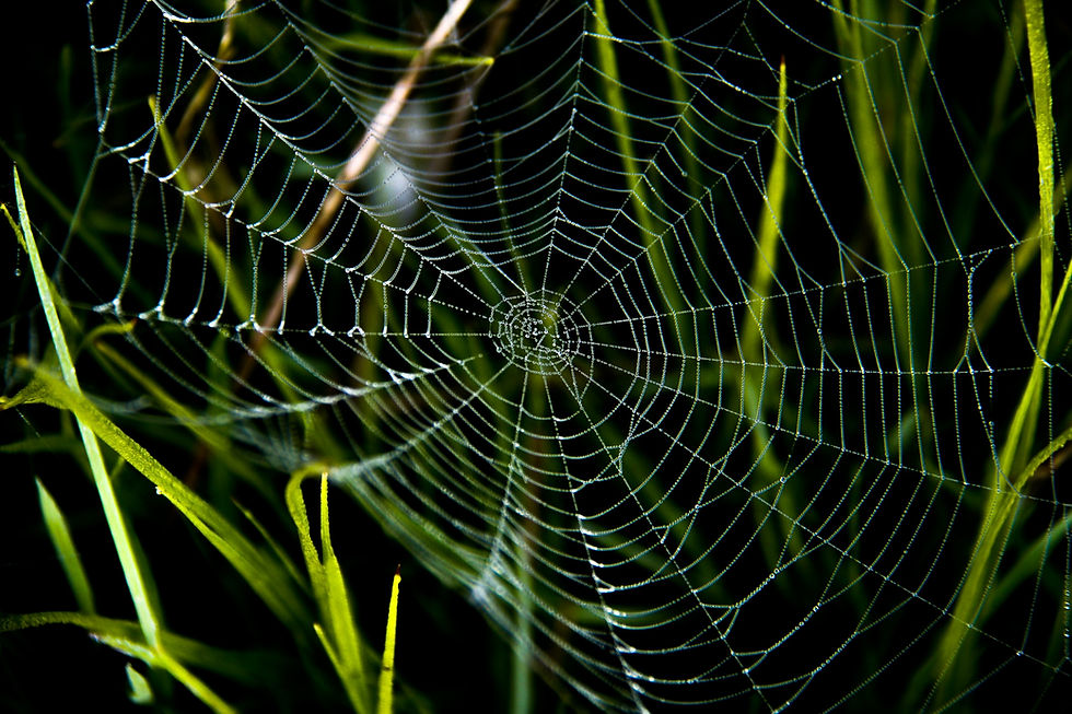 a spider's webb in the grass