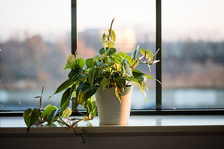 houseplant on windowsill
