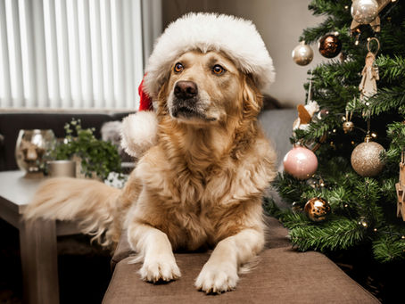 A golden retriever wearing a Santa hat sitting indoors beside a decorated Christmas tree during the holiday season.