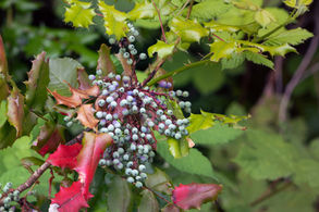Oregon grape plant containing berberine, a botanical compound studied for metabolic and digestive health