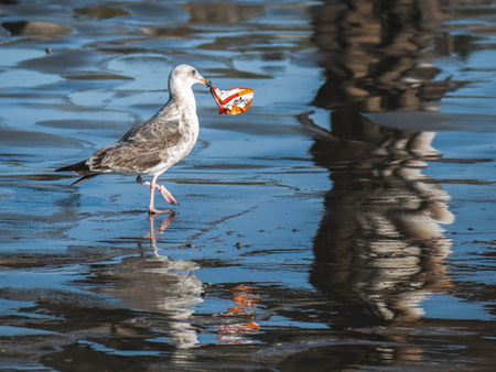 Lucha contra la Contaminación Plástica