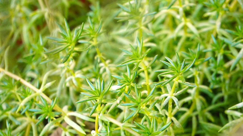Close-up of green succulent plants with star-shaped leaves, set against a blurred background, evoking a fresh, natural vibe.