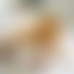 Introducing Your Dog to Your New Baby: How to Prepare for a Smooth Transition