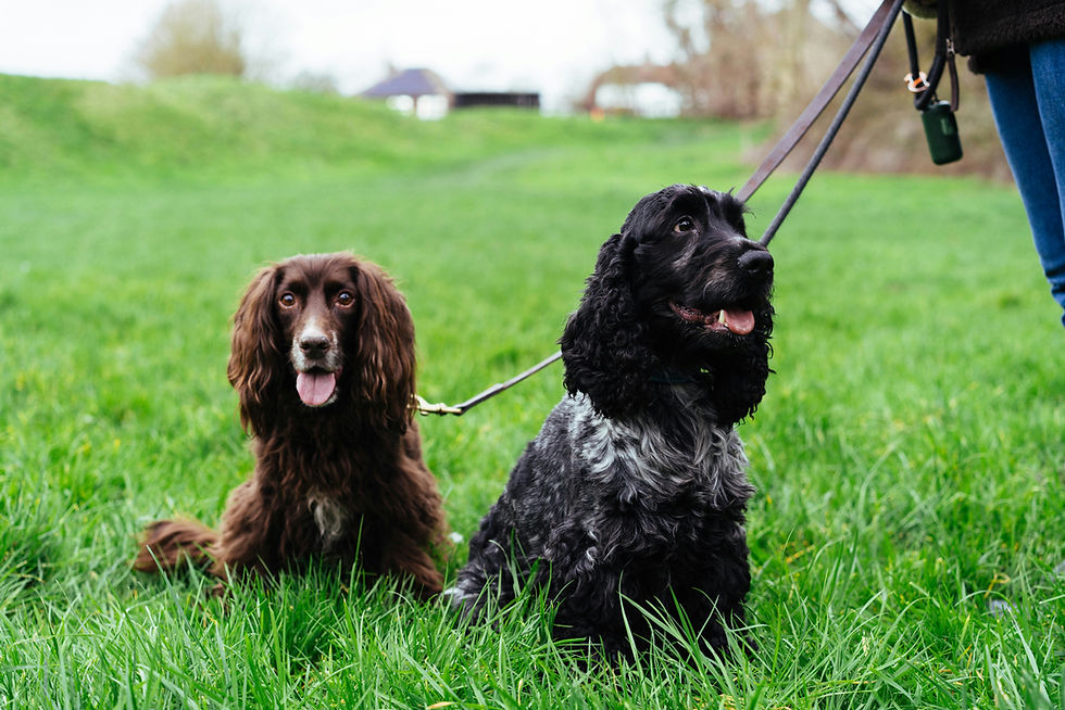 two spaniels in training class
