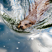 Η καινούργια κάτοικος του Μαραθώνα | Η Βίδρα 