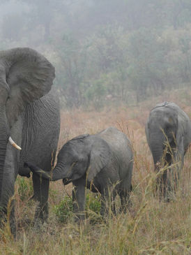 Elephant family walking together through Tarangire landscape