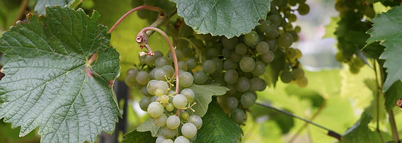 Image by Thomas Schaefer