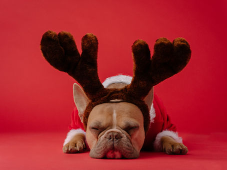 Festive Pet Grooming: Style and Hygiene for the Holidays