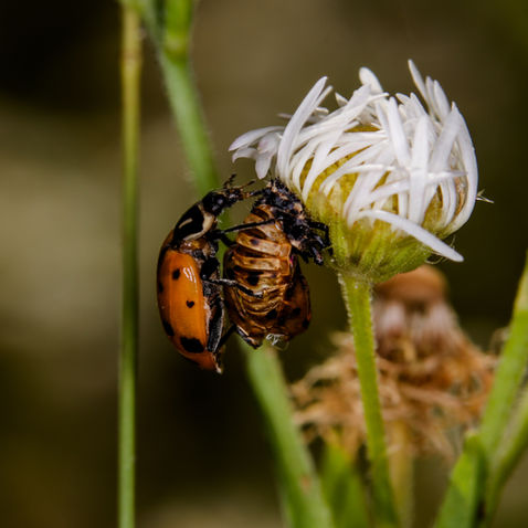 How to Use Ladybugs for Gardening in Fort Collins