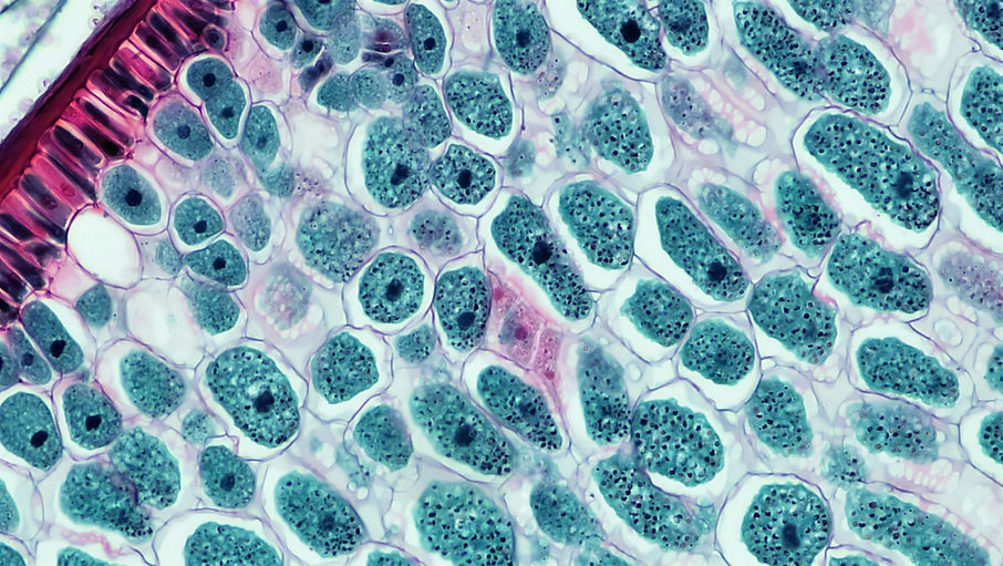 Image by Bioscience Image Library by Fayette Reynolds