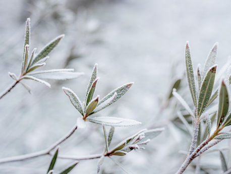 What to do in your garden in December ❄️