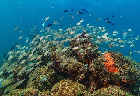 Image by Ricky Beron