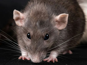 ¿Hay ratas en mi casa? 5 señales que te ayudarán a saberlo