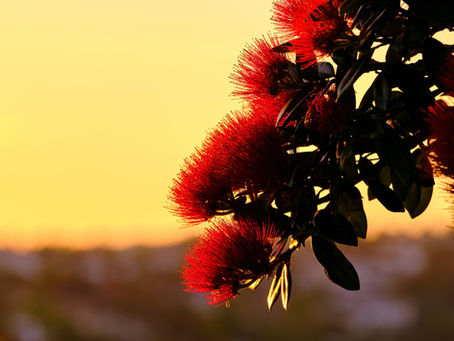 Pohutukawa tree in vivid red blossom in sharp focus against a blurred sunset background, with coastal scenery softly out of focus.
