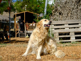 dog scratching an itch