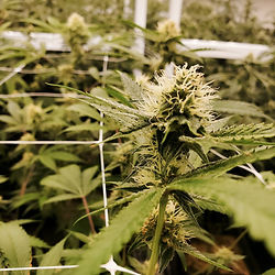Cannabis-Plantage für CSCs Tipps von Canarut