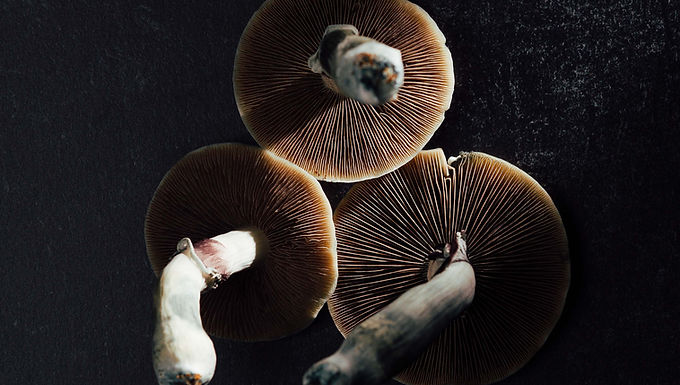 The Psychedelic Renaissance
A Brief History of the Psychedelic Past and What is to Come
