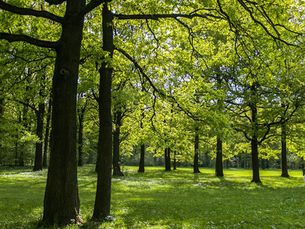 Why Does Spring Tree Growth Affect Yard Safety?