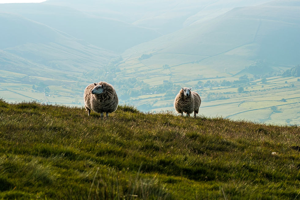 Two sheep graze on a grassy hill with a scenic view of a valley and distant hills under a clear, soft blue sky, evoking tranquility.