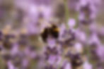 Image by Embla Munk Rynkebjerg