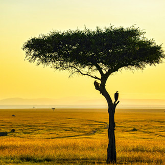 Serengeti sunset landscape during safari from Zanzibar African savannah with acacia tree golden hour