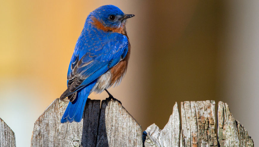 Gardeners Can Use Birds as Assistants